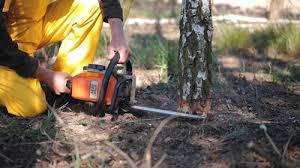 Endicott, NY Tree Services Company
